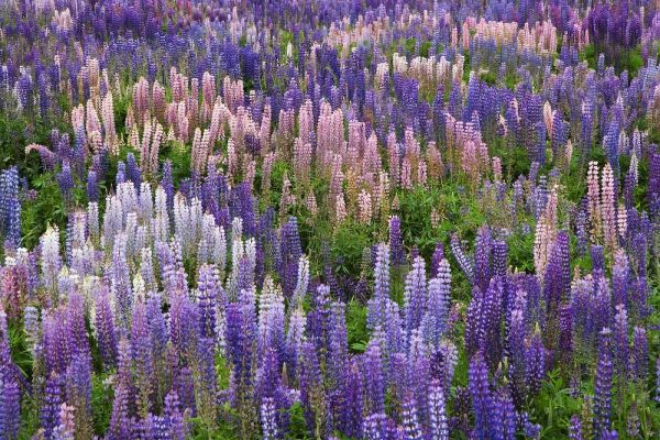 New Zealand, South Island Lupine in Fiordland NP